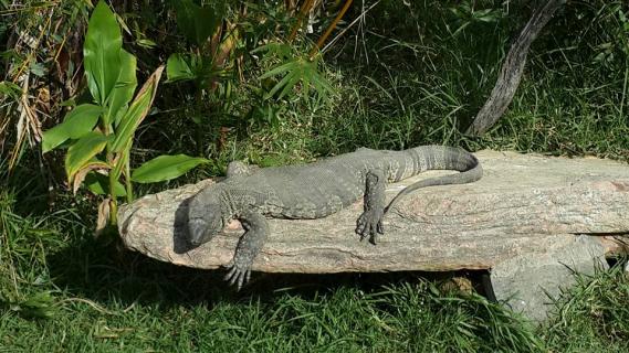 Victoria Heights Reptile And Bird Park, Reebok | Ticket Price | Timings