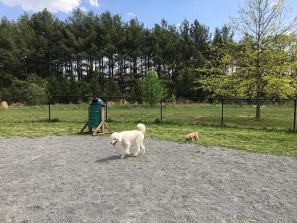 Mason District Off-leash Dog Park, Annandale | Ticket Price | Timings