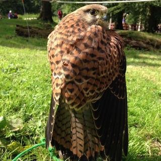 The Cumberland Bird of Prey Centre.