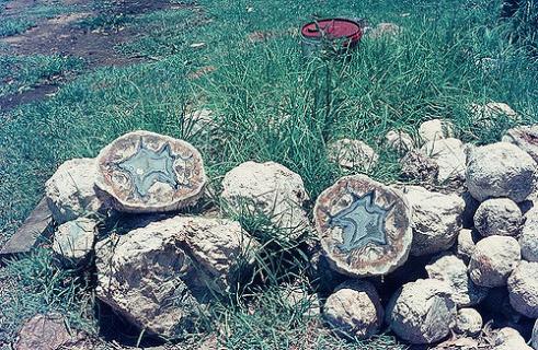 thunderbird park eggs thunder australia queensland tambourine mount flickr ticket address