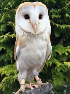 wild wings birds of prey