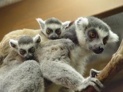 rainforest zoo sevierville