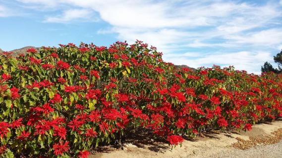 Flora At The Grove Camarillo