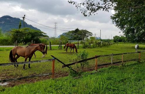 Iskandar Polo Club, Ipoh | Ticket Price | Timings ...