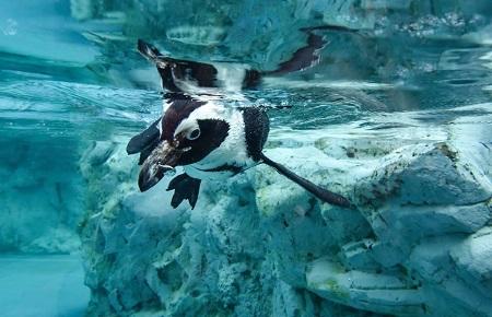 Mystic Aquarium, Mystic | Ticket Price | Timings | Address: TripHobo