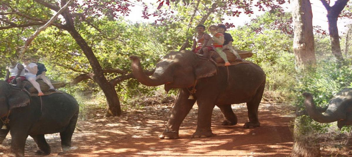Elephant Kingdom (Day Trip Package)