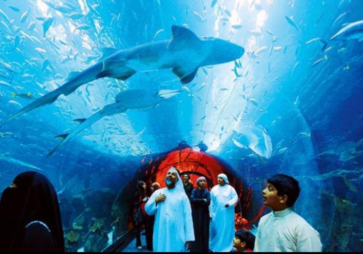 Dubai Aquarium And Under Water Zoo (Researcher Package)