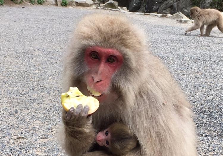 1-Day Tour: Snow Monkey, Fruit Picking, And Obuse Town Visit
