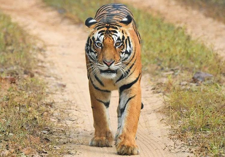 3N-4D Safari Tour to the Kanha National Park with a Video Reel (All Inclusive)