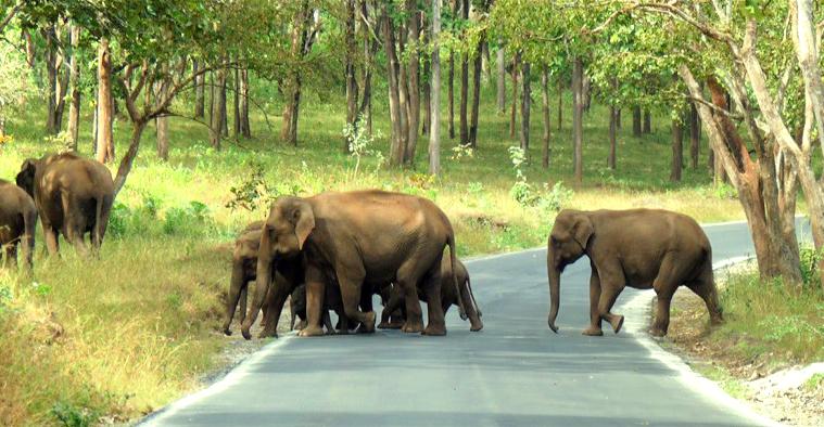tourist place near Bangalore - Mudumalai