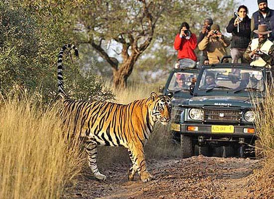 how many safari in india
