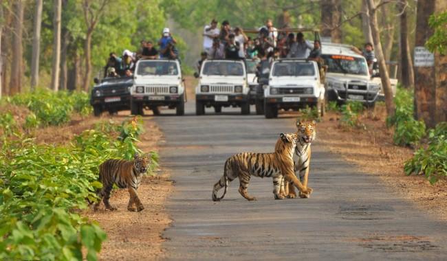 biggest jungle safari in india