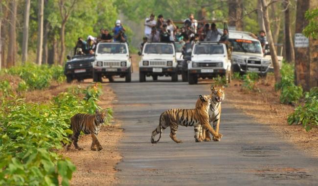 wild life safari in india