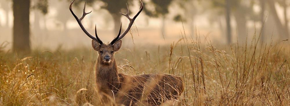 biggest jungle safari in india