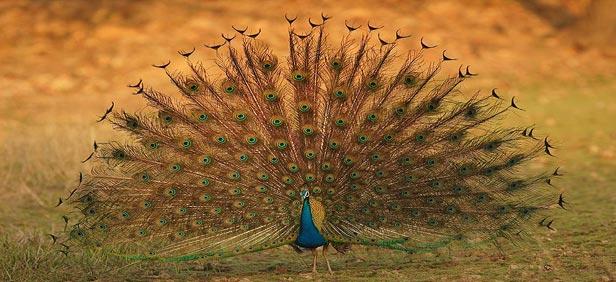 biggest jungle safari in india