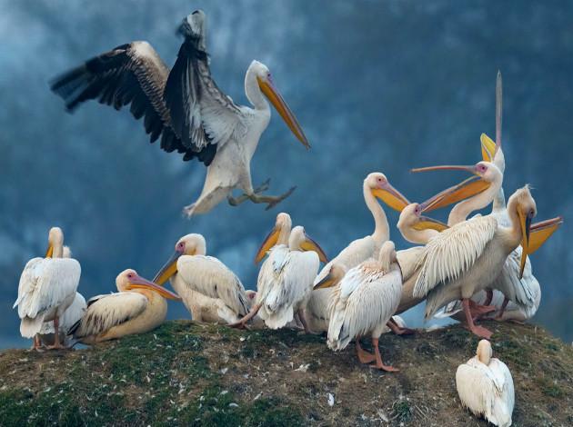 Birding in Nandur Madhmeshwar Bird Sanctuary ~ Happy's Click