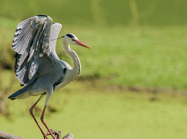 12 Bird Sanctuaries Of India To Spot Exotic Birds: TripHobo