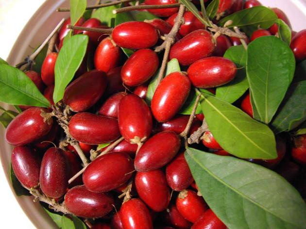 Miracle fruit - Most Exotic Fruits of the World