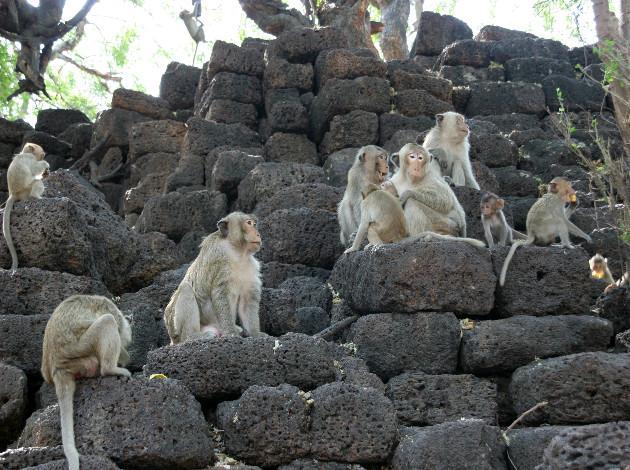 visit the famous monkey templs of Thailand