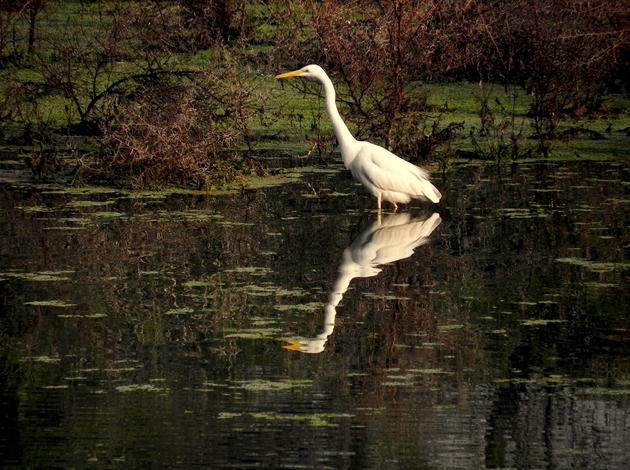 Bharatpur