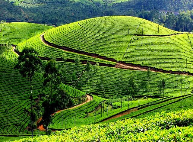 bangalore to munnar road trip plan