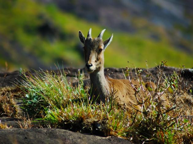 places to see in Munnar