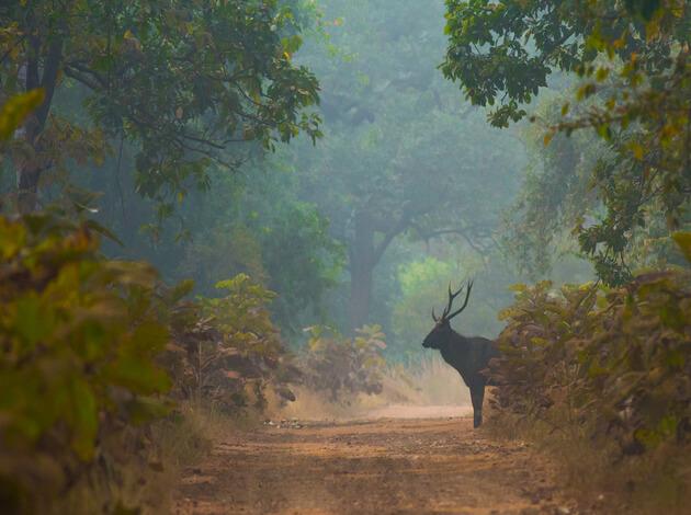 india eco tourism