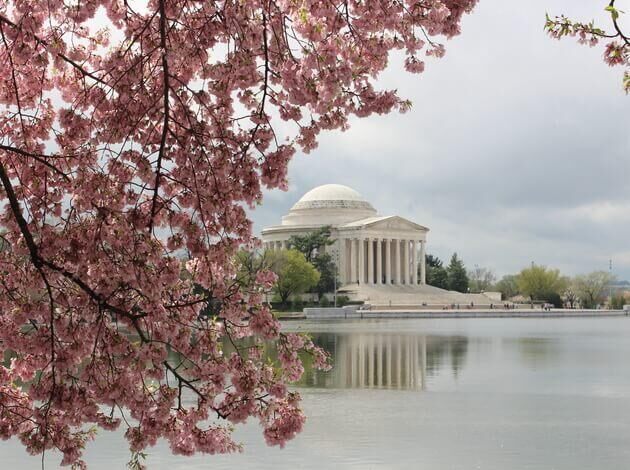 watch cherry blossom this spring break with family