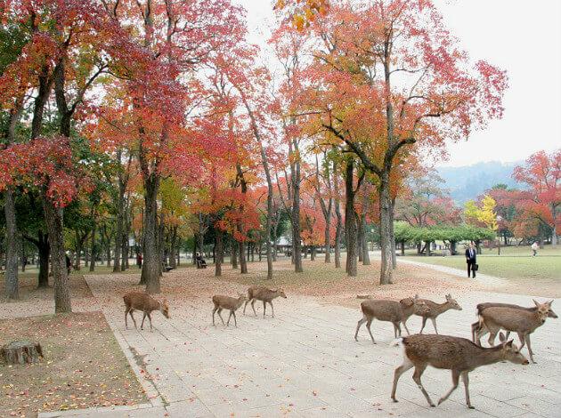 12 Best Day Trips From Kyoto: TripHobo