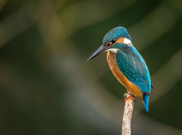 Mayani Bird Sanctuary