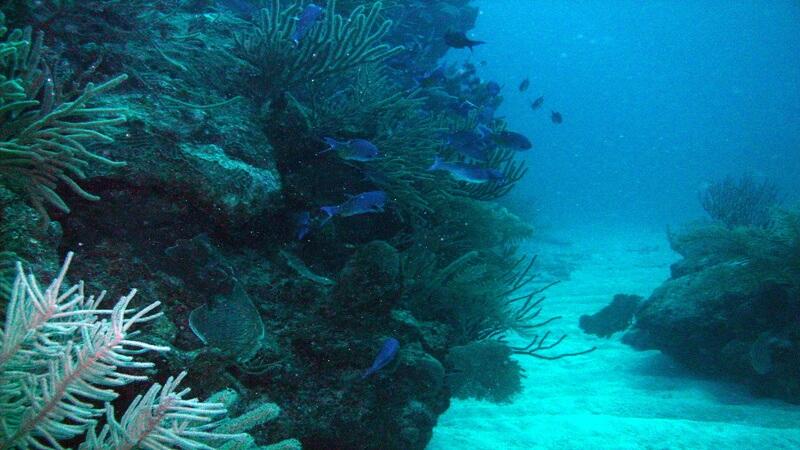 Akumal Scuba Diving - a hidden diving location