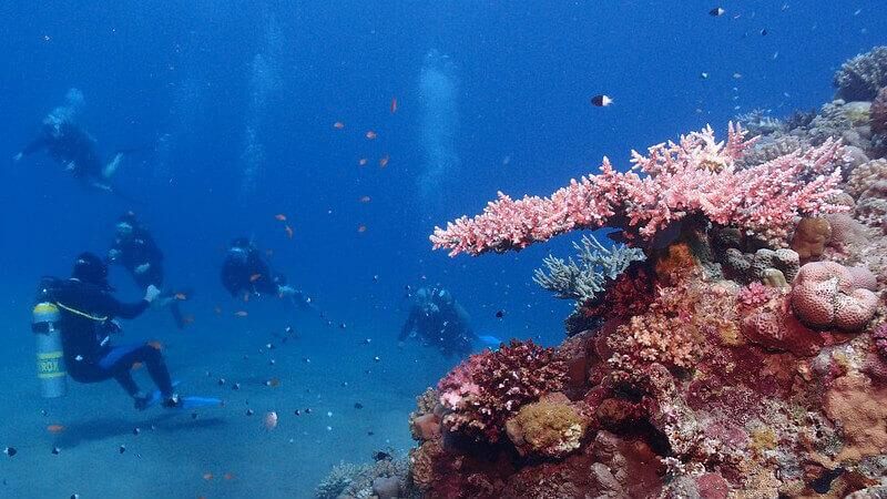 Shark and Yolanda Reef - breathtaking wreck dives