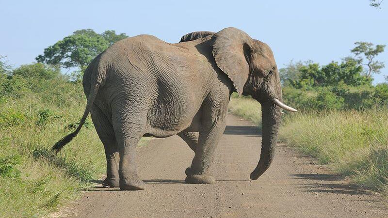 Kruger National Park - wildlife destnation in Africa
