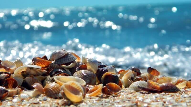 12-best-shelling-beaches-in-florida-triphobo