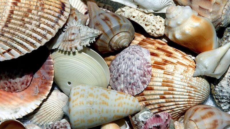 Egmont Key Island beaches -  conch shells in florida