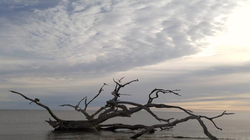 8 Top Things To Do In Jekyll Island: TripHobo