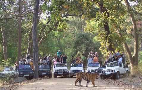 Things to do in Bandhavgarh National Park