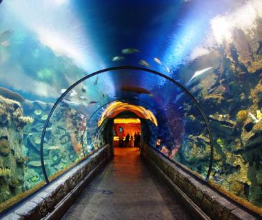 How do you visit Mandalay Bay's Shark Reef?