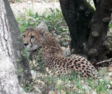 Parc Zoologique Henri De Lunaret Tours