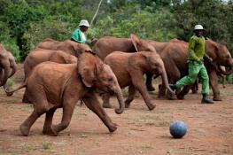 David Sheldrick Wildlife Trust Or Sheldrick Elephant Orphanage