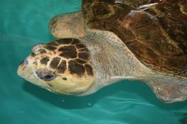 Sea Turtle, Inc