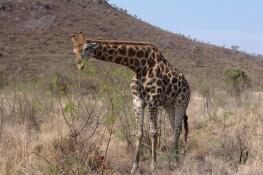 Pilanesberg National Park And Game Reserve