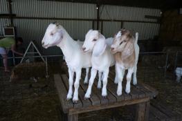 Denmark Animal Farm & Pentland Alpaca Stud