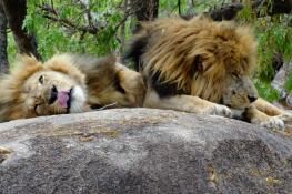 Lion And Cheetah Park