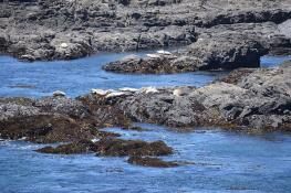 Green Cove Harbor Seal Rookery