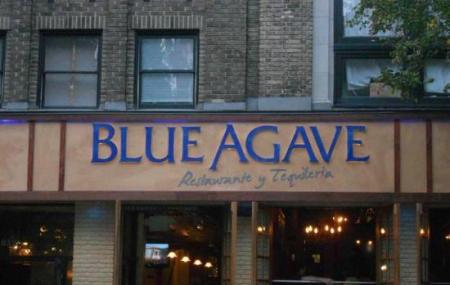 Blue Agave Image
