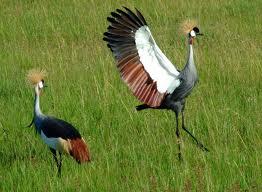 Bird Watching Image