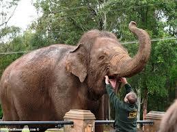 Australia Zoo Image