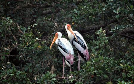 Vedanthangal Bird Sanctuary Image