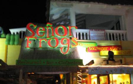 Senor Frog Image